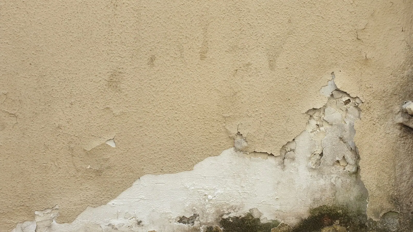 a bird is perched on the corner of a wall This high-resolution texture captures the essence of a weathered, moisture-kissed concrete surface. Every crack and subtle water stain is. Best markets for a mold remediation business