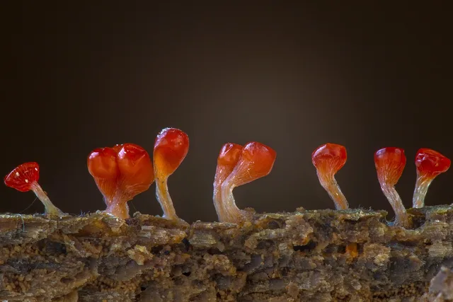 slime mold, trichia decipiens, single celled organisms, amoeba, slime mold, slime mold, slime mold, slime mold, slime mold, amoeba, amoeba, amoeba, amoeba, amoeba. Working with Canadian insurance adjusters on mold claims, province by province