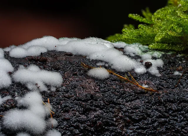 slime mold, single celled organisms, microorganisms, amoeba, fruiting bodies, nature, forest floor, forest, mycetozoa, eumycetozoa. CMHC Mold Claim Documentation: A File Framework