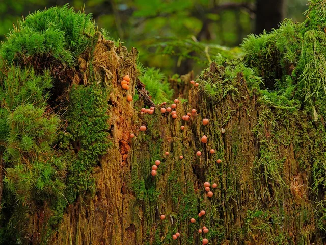 blood milk mushroom, slime, mold, tree, trunk, moss, nature, slime, slime, slime, slime, slime, mold. Quebec's French-language and CNESST duties for remediation businesses
