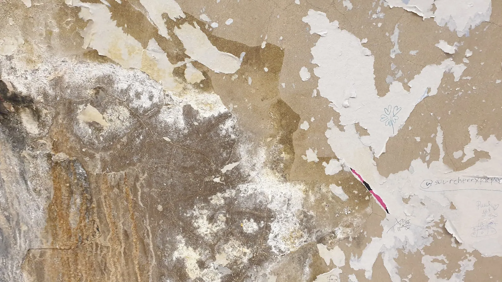 a bird is perched on the side of a wall This high-resolution texture captures the essence of a weathered, moisture-kissed concrete surface. Every crack and subtle water stain is me. Local SEO checklist for mold remediation companies