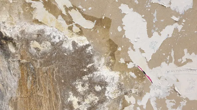a bird is perched on the side of a wall This high-resolution texture captures the essence of a weathered, moisture-kissed concrete surface. Every crack and subtle water stain is me. Local SEO checklist for mold remediation companies