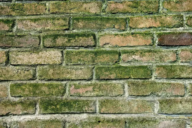 wall, brick wall, moldy wall, green mold, mold covered brick, masonry, seam, mortar, old, moldy wall, moldy wall, moldy wall, moldy wall, moldy wall